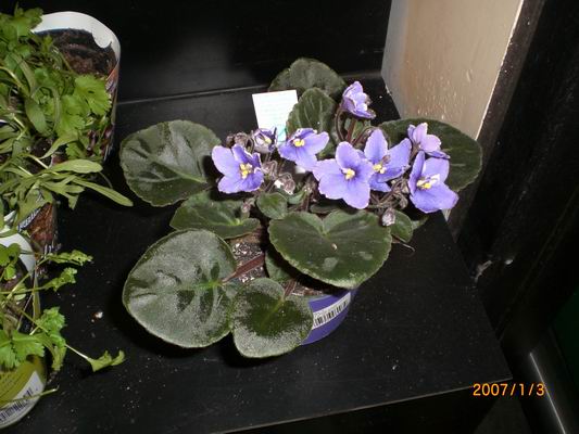 Resize of CIMG0487.JPG